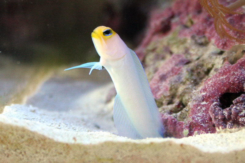 Pearly Jawfish - Violet Aquarium