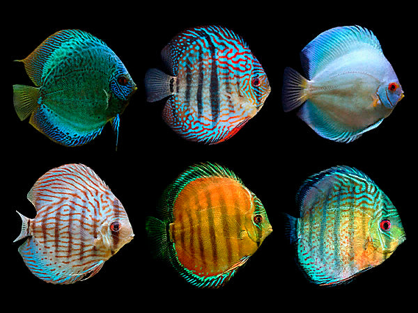 Discuss – Violet Aquarium