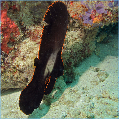 Batfish – Violet Aquarium