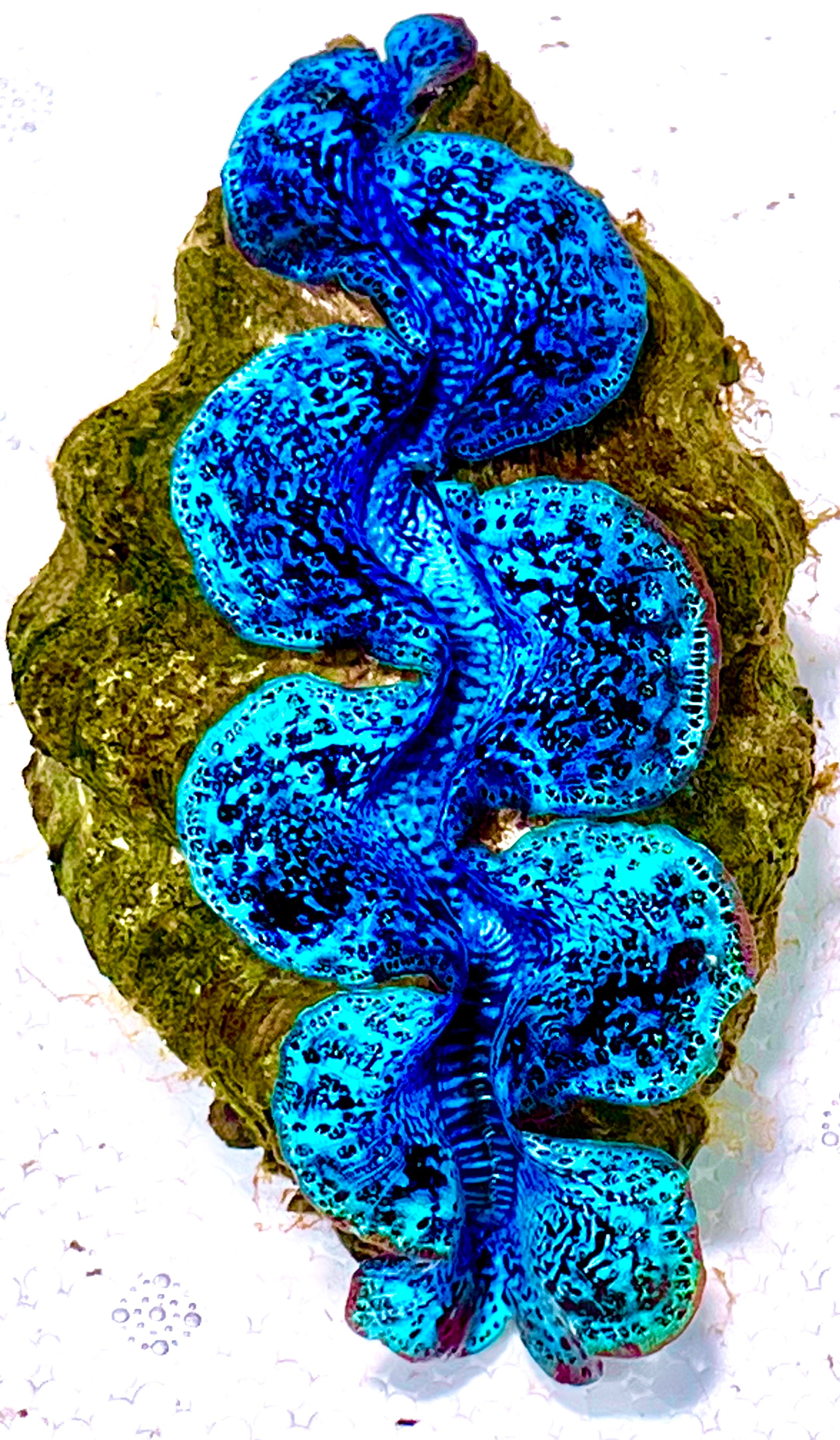 Inverts on Sale – Violet Aquarium