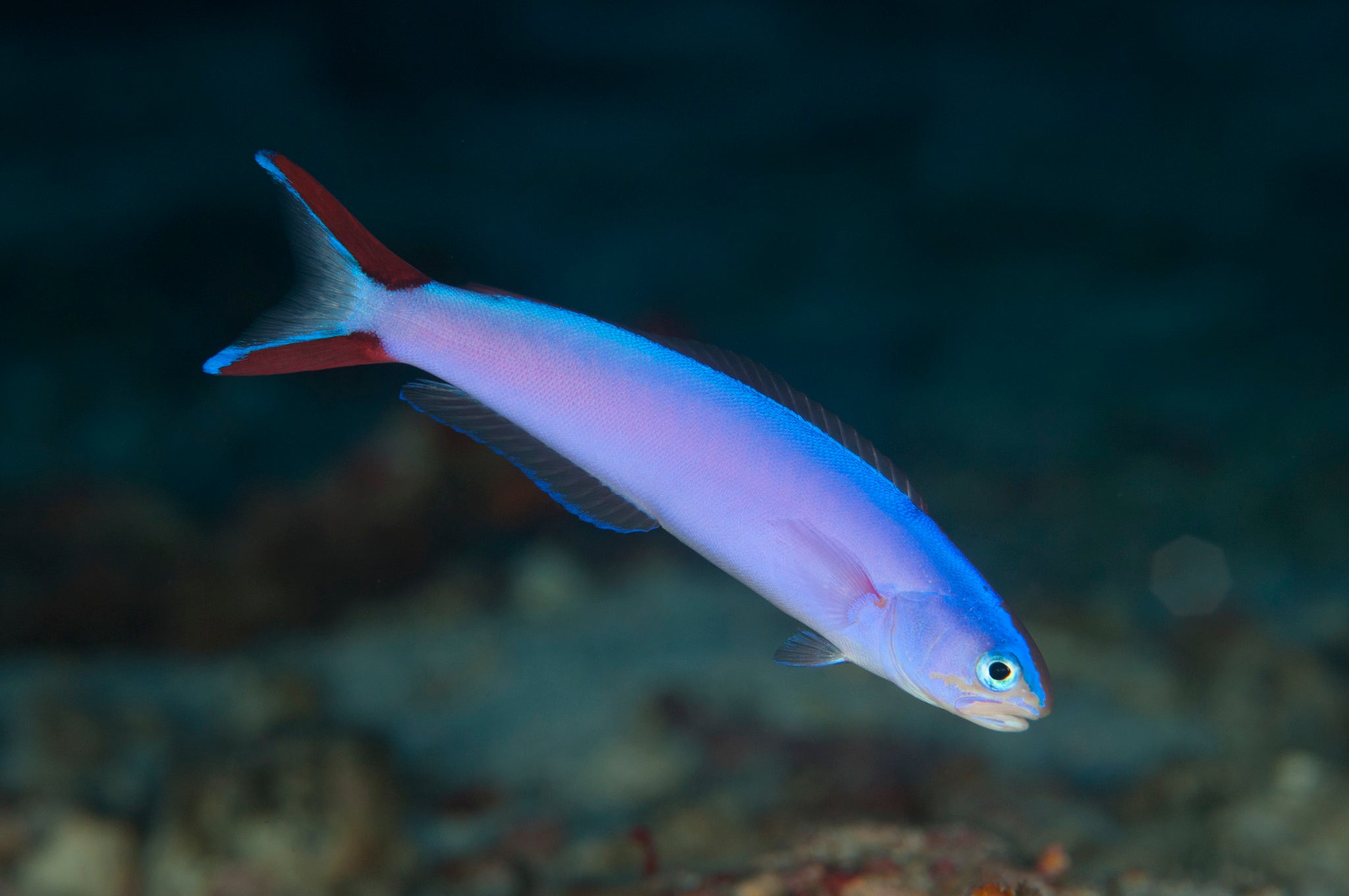 Tilefish – Violet Aquarium