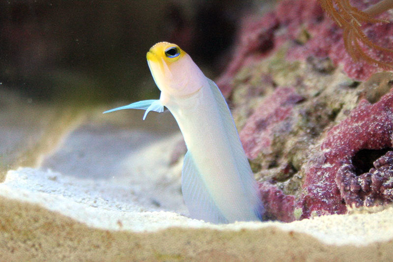 Jawfish – Violet Aquarium