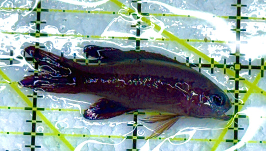 Randall's Assessor Basslet RAB040102 WYSIWYG Size: S 2" approx