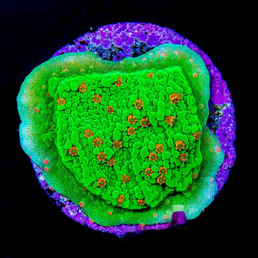 Seasons Greetings Montipora Frag (Aquacultured) Size: M 0.75" to 1" Approx Frag