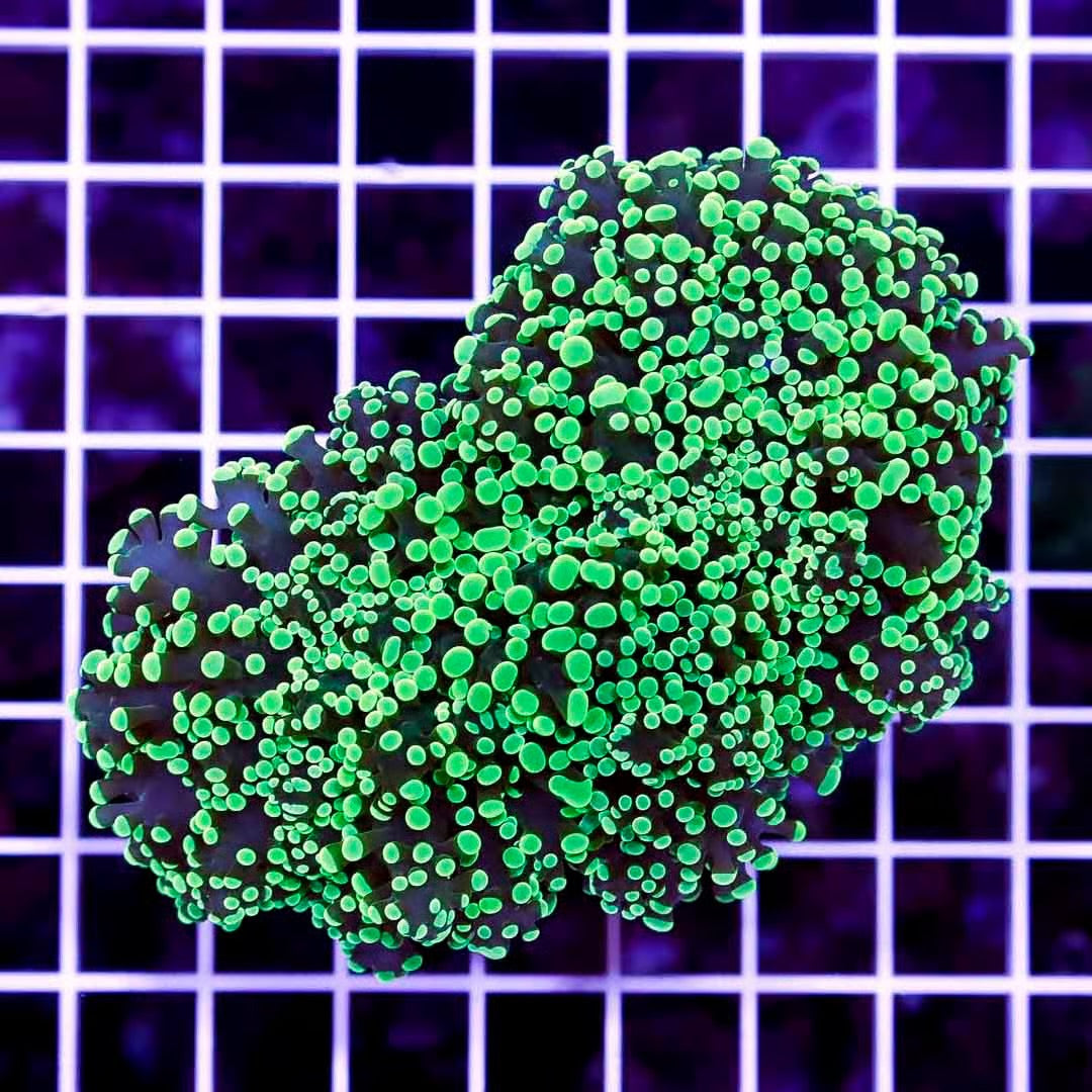 Aussie Neon Tip Army Green Stem Frogspawn Mother Colony ANTAGSFMC022701 WYSIWYG