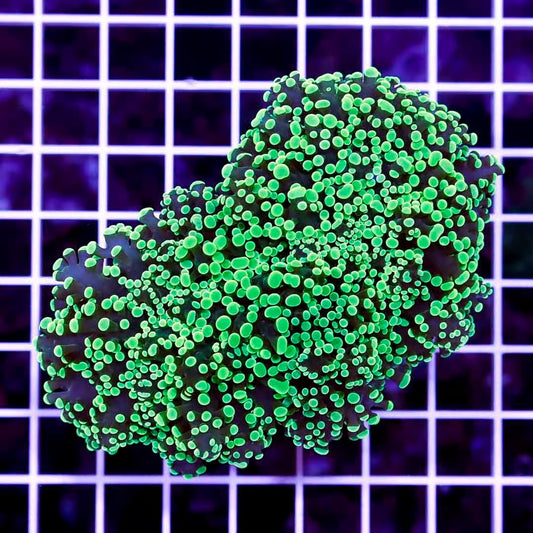 Aussie Neon Tip Army Green Stem Frogspawn Mother Colony ANTAGSFMC022701 WYSIWYG