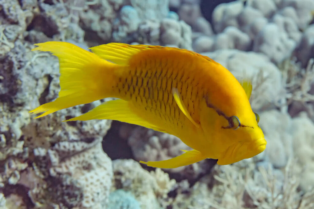 Yellow Insidiator Wrasse (Tonga Special Grade) Size: SHOW 8" and Above