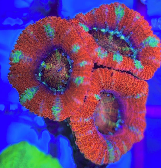 Aussie Acan Lordhowensis AAL031303 WYSIWYG