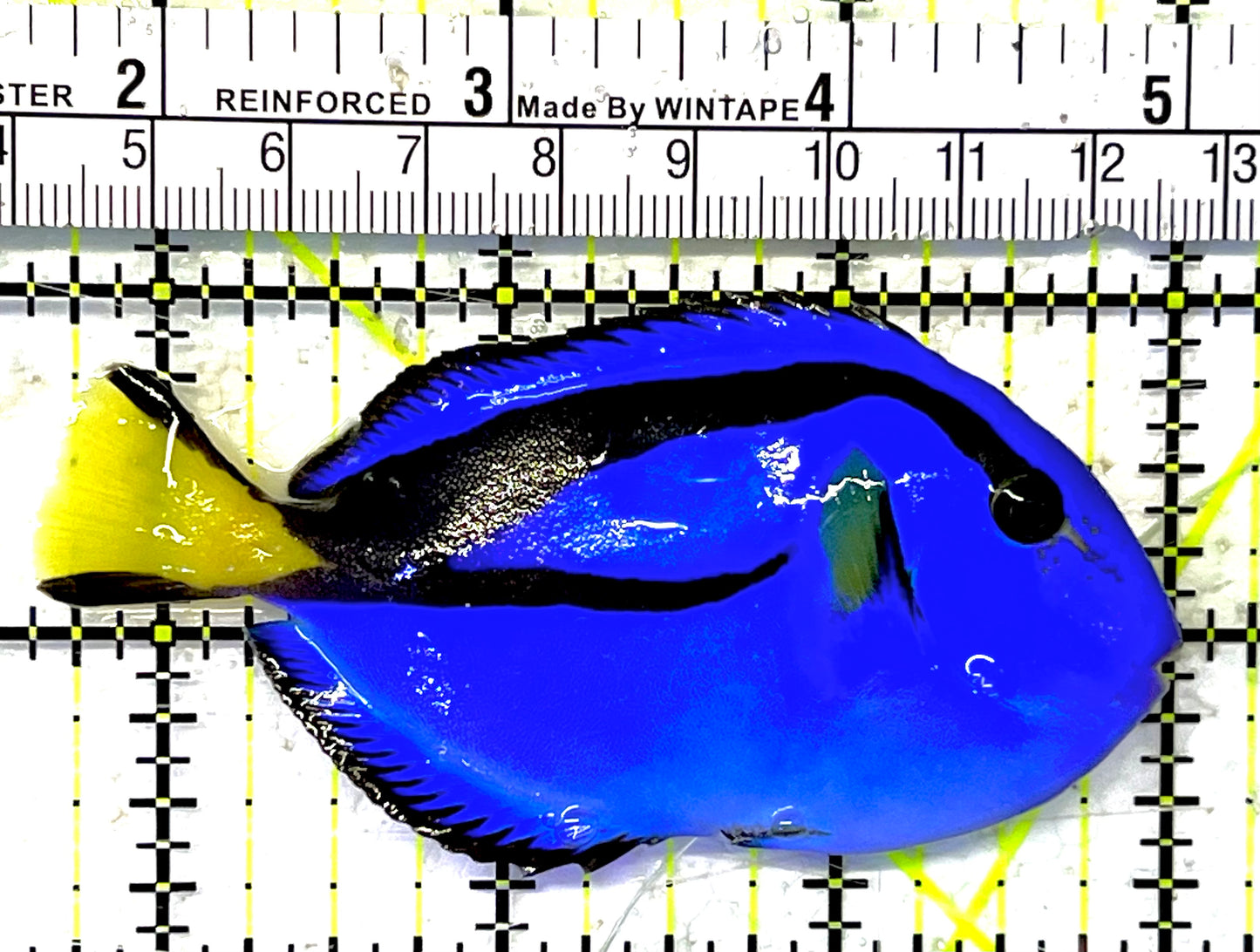 Blue Hippo Tang BHT032002 WYSIWYG Size: M 3.25" approx