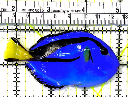 Blue Hippo Tang BHT032002 WYSIWYG Size: M 3.25" approx