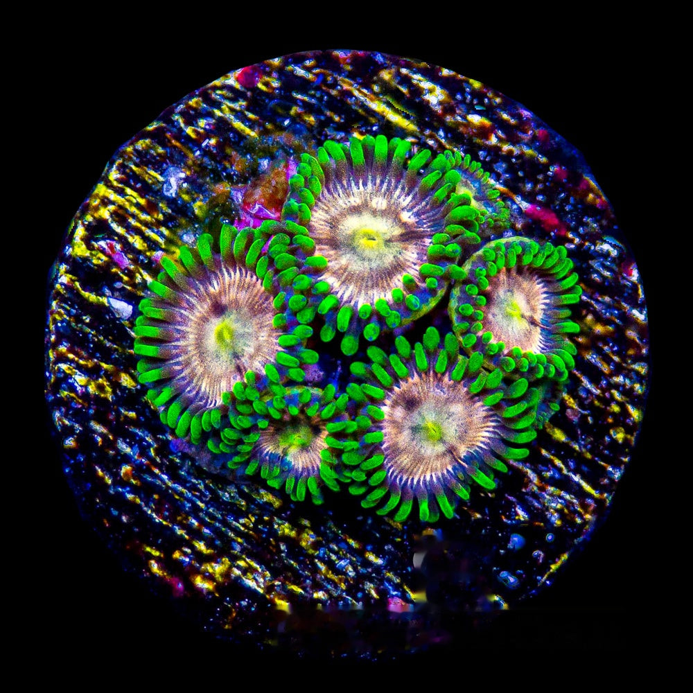 Laser Lemon Zoanthid Frag (4+ Polyp Average, Aquacultured) Size: M 0.75” to 1” Approx Frag