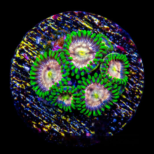 Laser Lemon Zoanthid Frag (4+ Polyp Average, Aquacultured) Size: M 0.75” to 1” Approx Frag