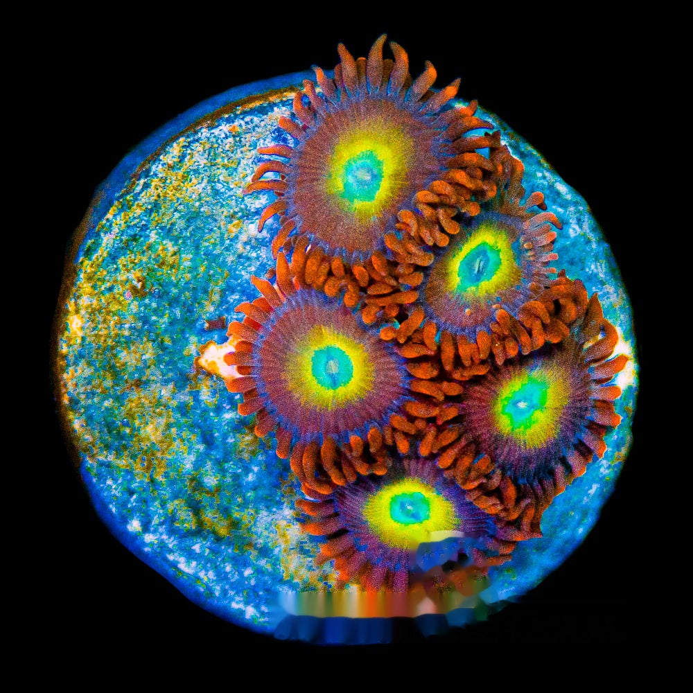 Aquacultured Circus Freaks Zoanthid Frag (4+ Polyp Average) Size: M 0.75” to 1” Frag