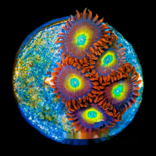 Aquacultured Circus Freaks Zoanthid Frag (4+ Polyp Average) Size: M 0.75” to 1” Frag