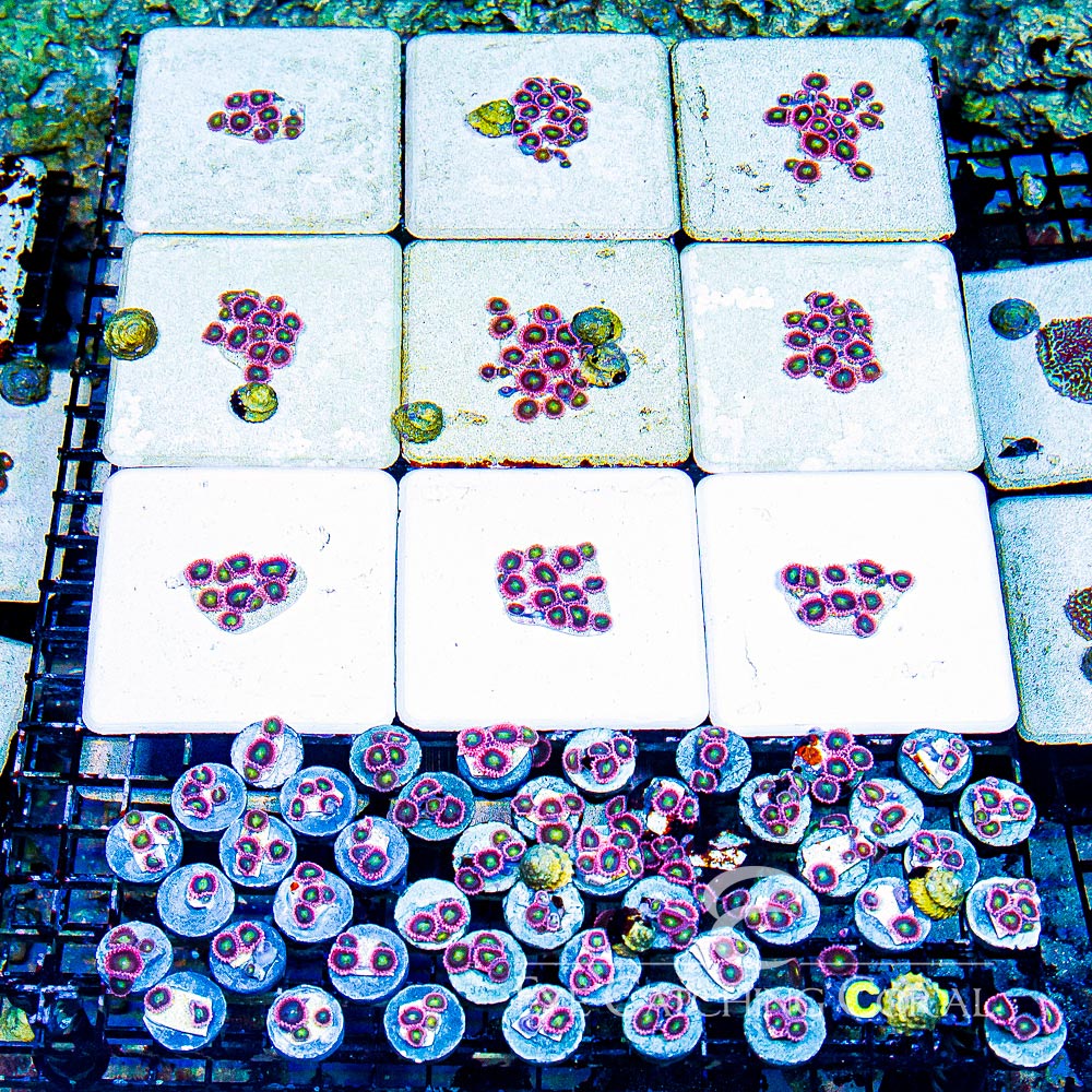 Aquacultured Pink Taffy Zoanthid Frag (4+ Polyp Average) Size: M 0.75” to 1” Frag