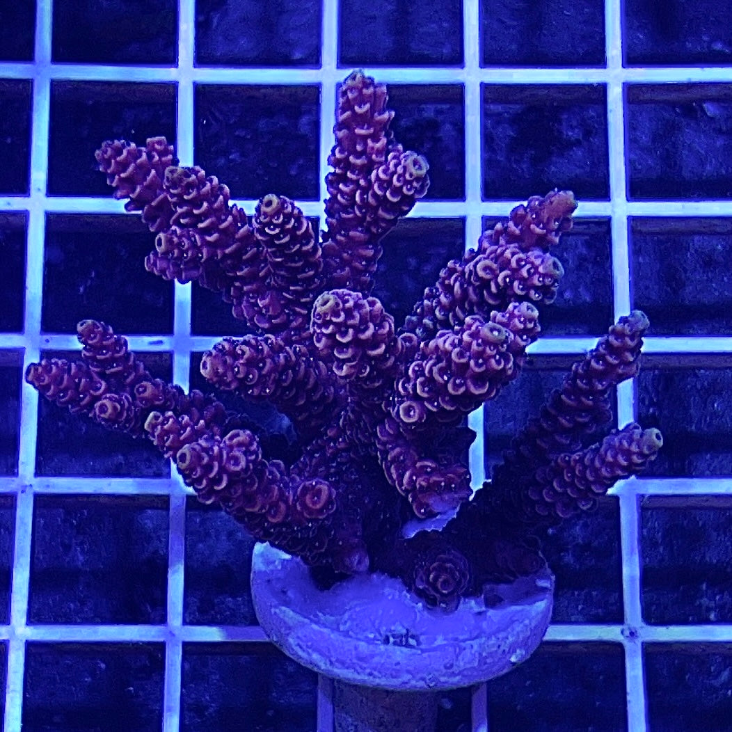 Assorted Aussie Ultra Hot Acropora Frag (Large)