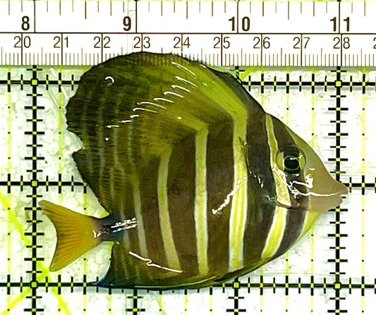 Sailfin Tang ST033102 WYSIWYG Size: M 3" approx