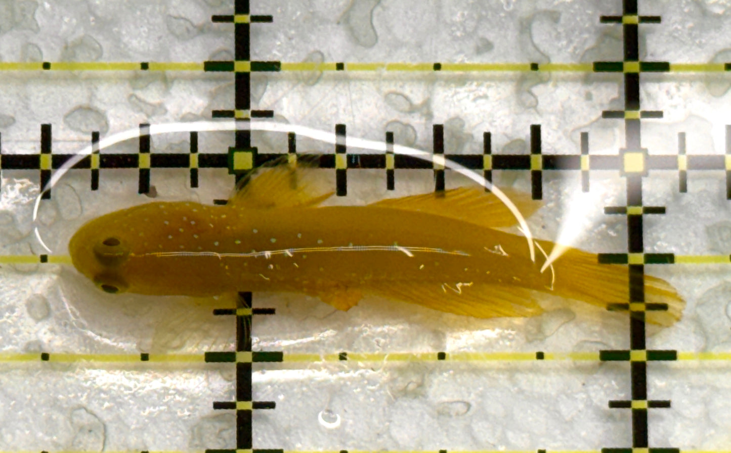 Yellow Watchman Goby YWG040102 WYSIWYG Size: S 1.75" approx
