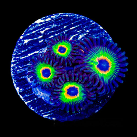 Rasta Bob's Zoanthid Frag (4+ Polyp Average, Aquacultured) Size: M 0.75” to 1” Approx Frag