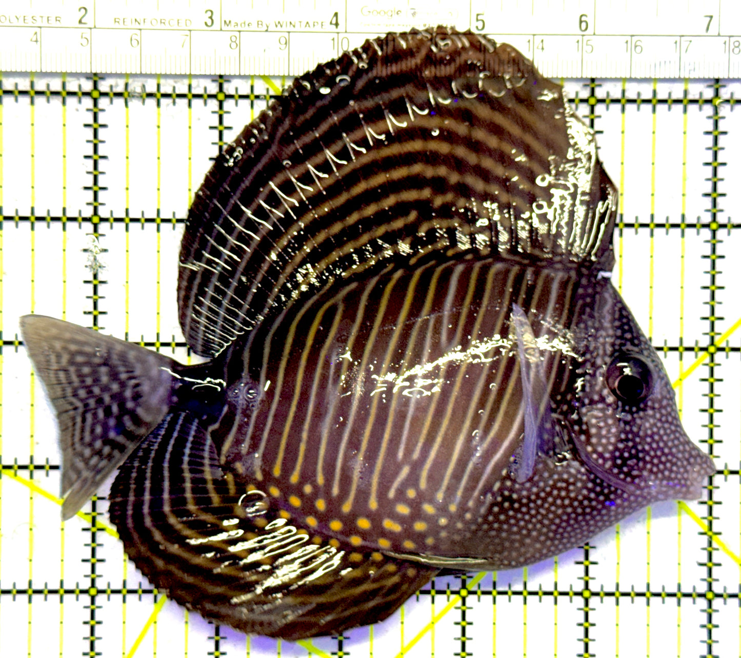 Desjardini Tang (Red Sea Sailfin Tang) DT122601 WYSIWYG Size: XL 5.75" approx