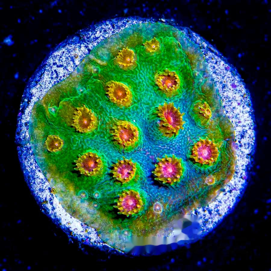 Candyland Cyphastrea Frag (Aquacultured) Size: M 0.5" to 0.75" Approx Frag