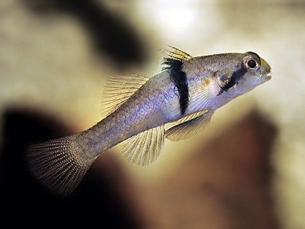 Rhino Goby