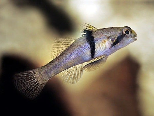 Rhino Goby