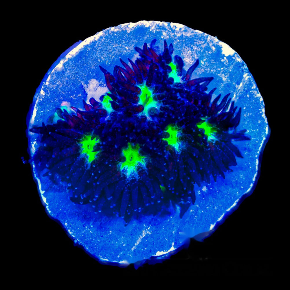 Colossus Leptastrea Frag (Aquacultured) Size: M 0.75” to 1” Approx Frag