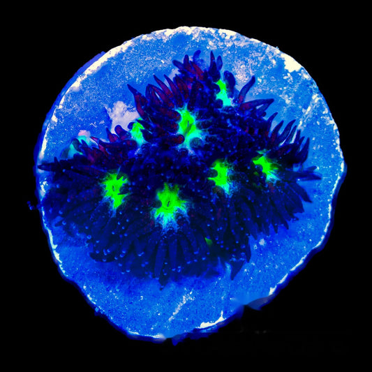 Colossus Leptastrea Frag (Aquacultured) Size: M 0.75” to 1” Approx Frag