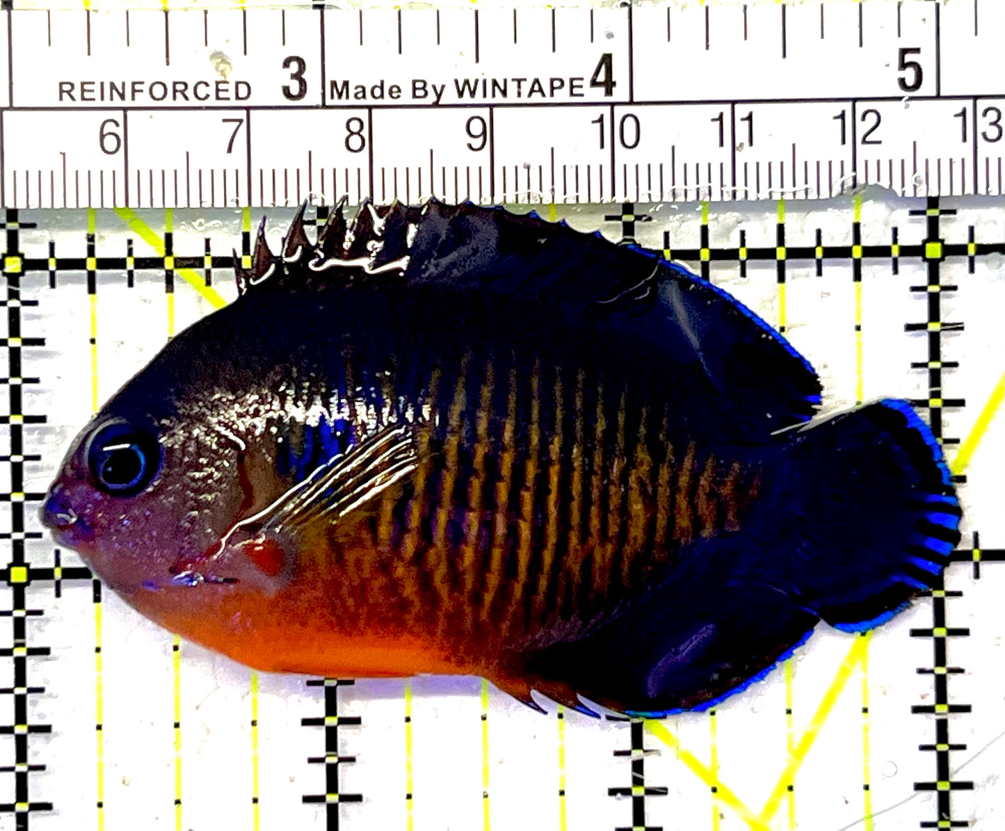 Coral Beauty Angelfish CBA032101 WYSIWYG Size: ML 3" approx
