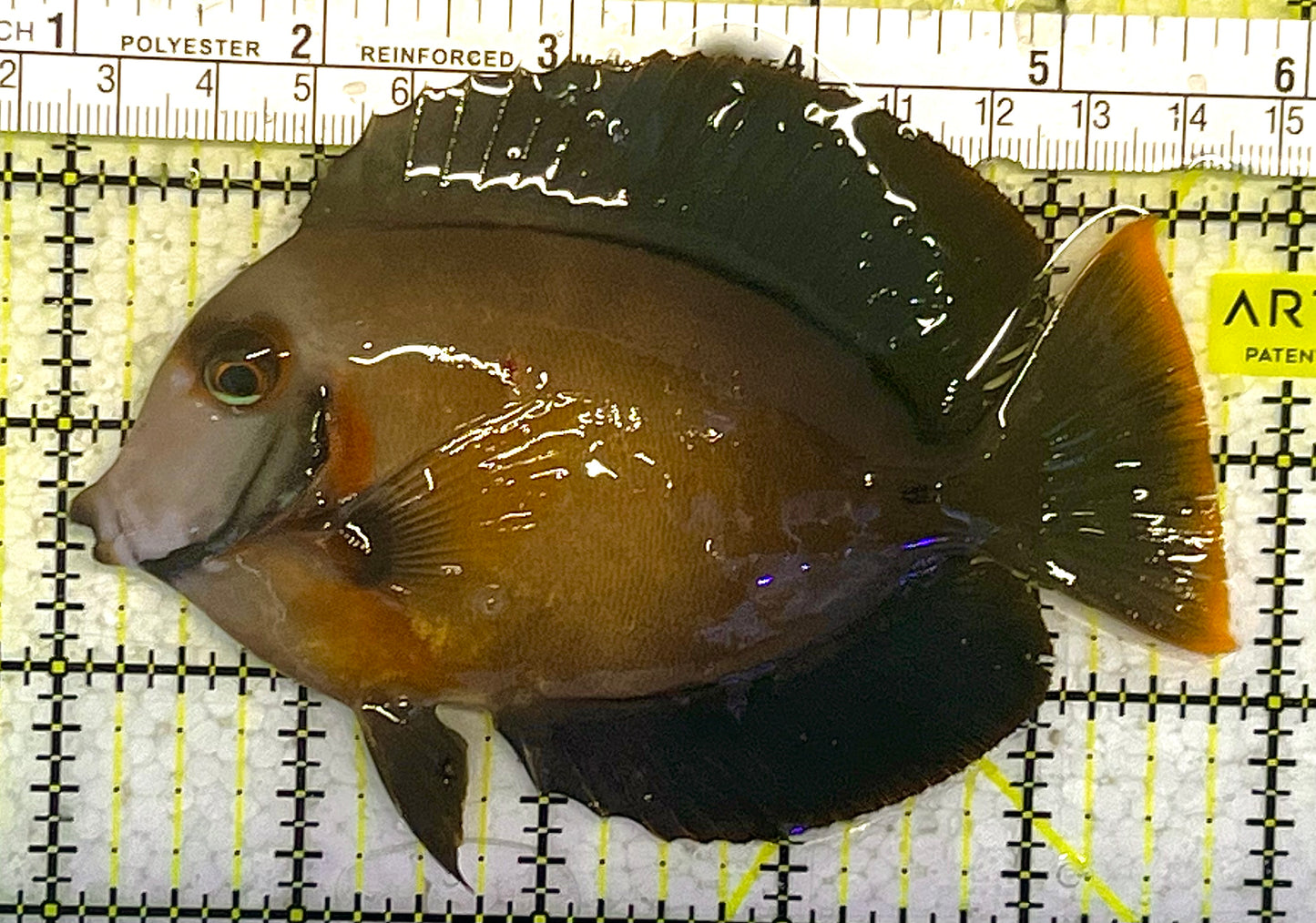 Chocolate Tang (Yellow Mimic when Juvenile) CT033102 WYSIWYG Size: ML 4.5" approx