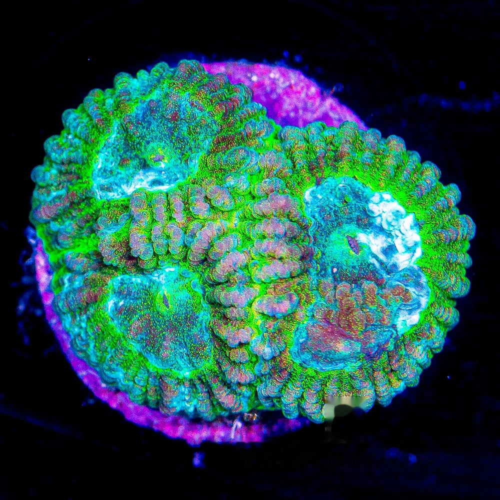 Electric Eyes Favia Frag (Aquacultured) Size: M 0.75" to 1" Approx Frag
