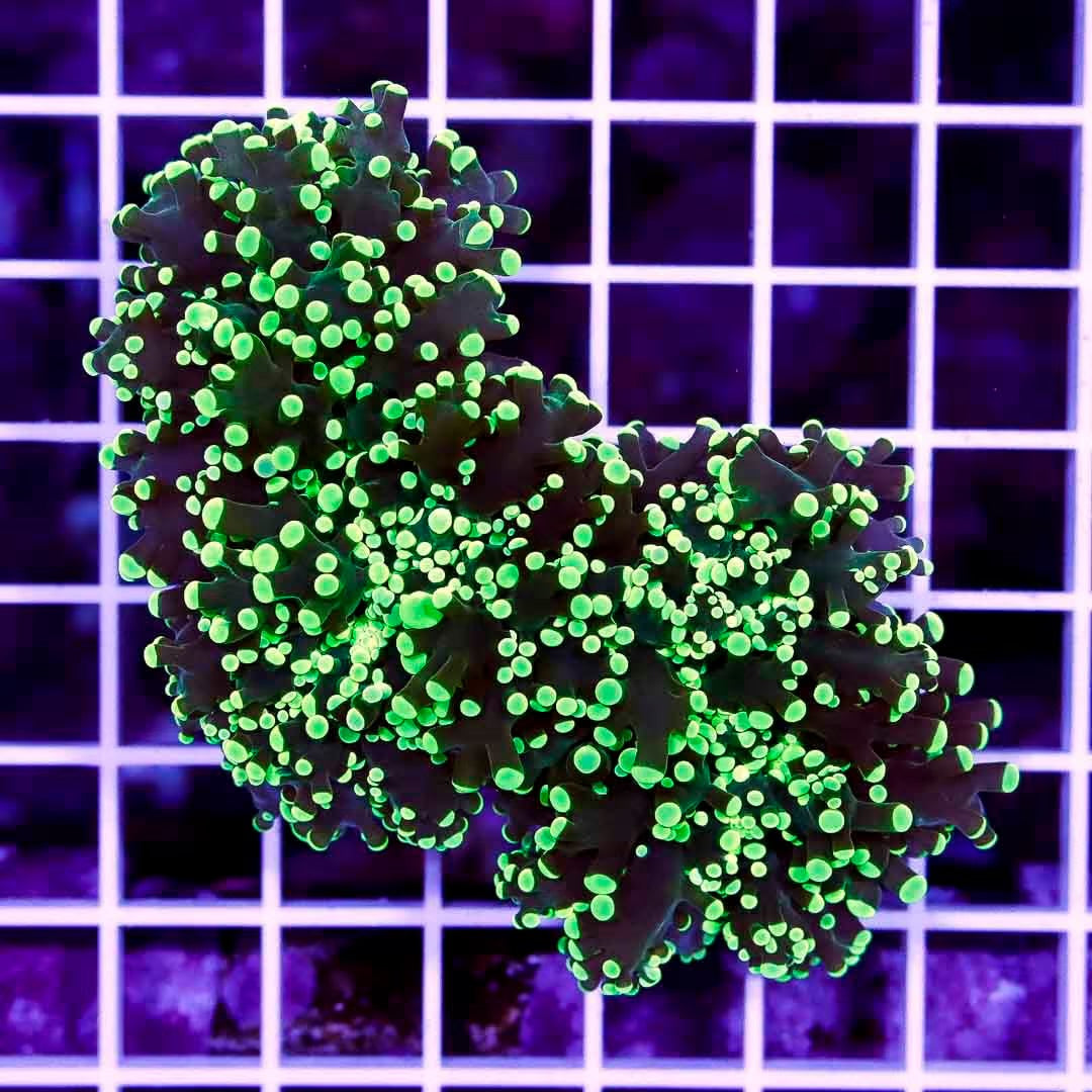 Aussie Neon Tip Army Green Stem Frogspawn Mother Colony ANTAGSFMC022706 WYSIWYG