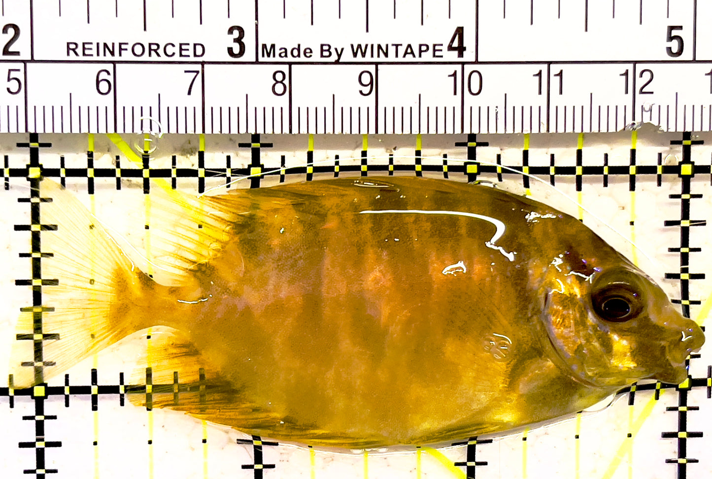 Blackeye Golden Spotted Rabbitfish BGSR030201 WYSIWYG Size: ML 3" approx