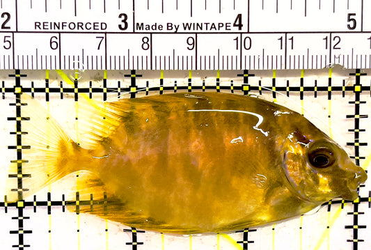 Blackeye Golden Spotted Rabbitfish BGSR030201 WYSIWYG Size: ML 3" approx