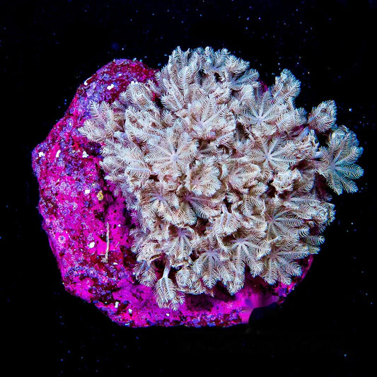 Pulsing Xenia Mini Colony (Aquacultured) Size: M 0.75” to 1” Approx Frag