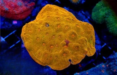 Indo Ultra Gold Chalice Mother Colony IUGCMC101301 WYSIWYG