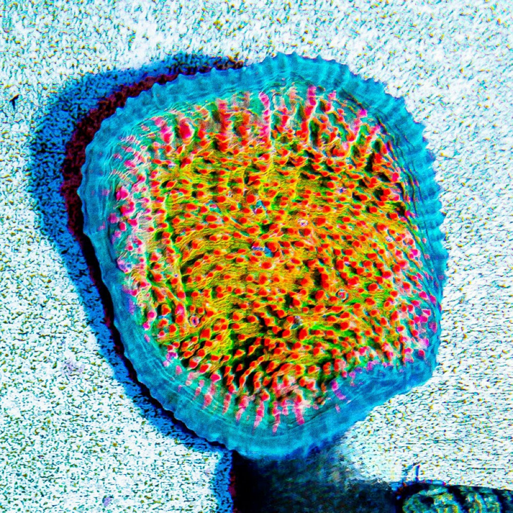 Aquacultured Ultra Sherbet Chalice Size: M 0.5" to 0.75" Frag