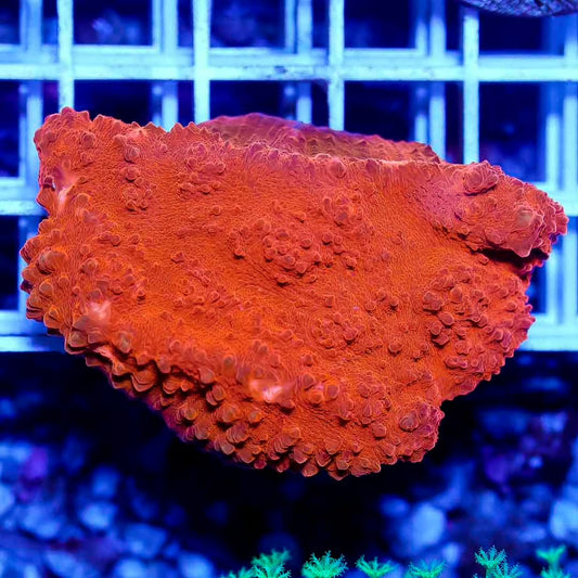Aussie Challice  Frag Mother Colony ACFMC101302 WYSIWYG
