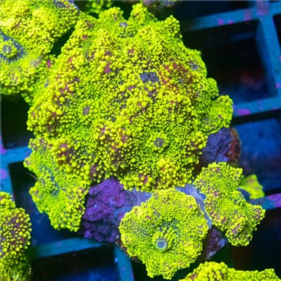 Indo Ultra Yuma Mushroom Mother Colony IUYMC101302 WYSIWYG