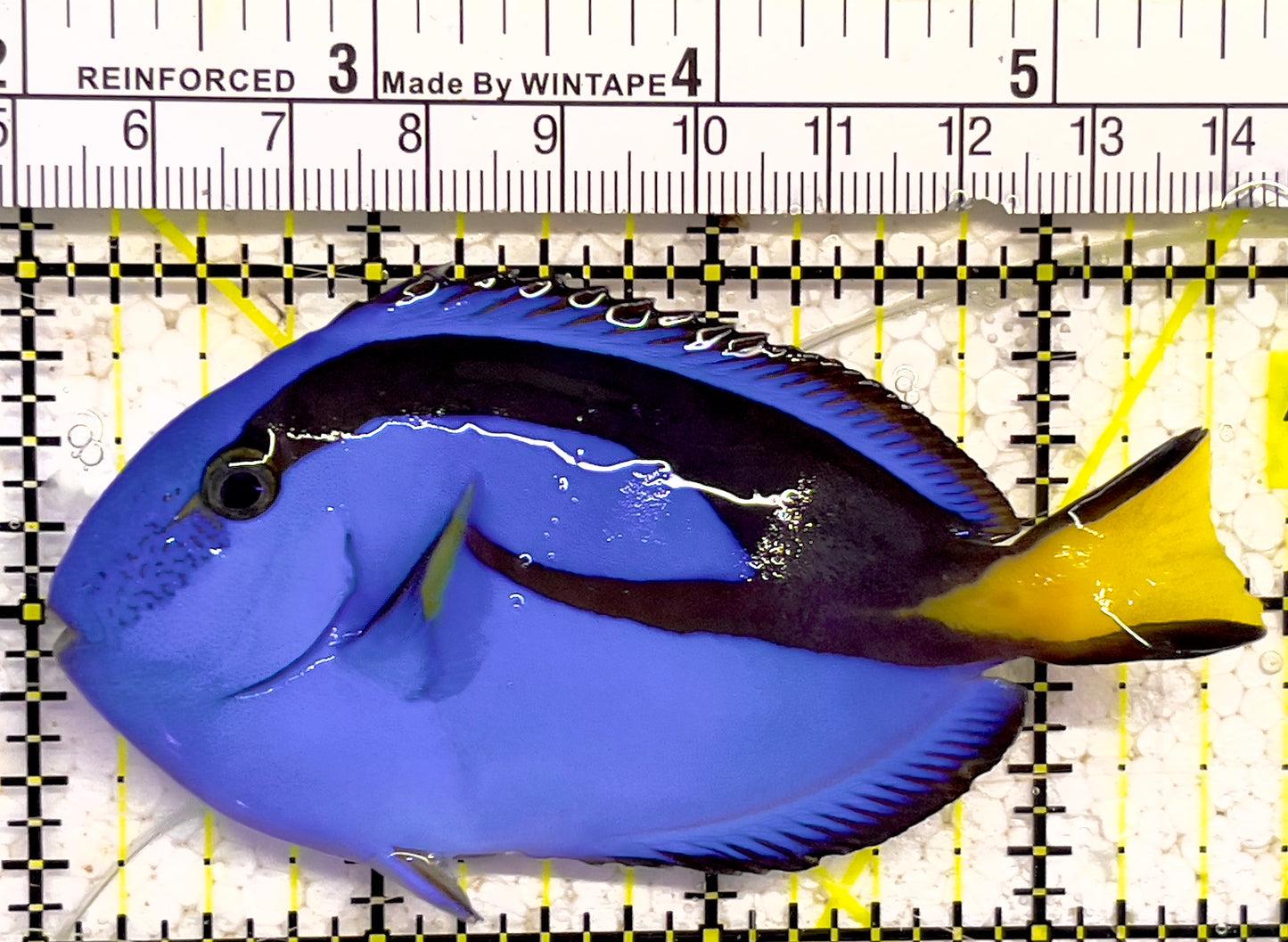Blue Hippo Tang BHT030304 WYSIWYG Size: M 3.5" approx