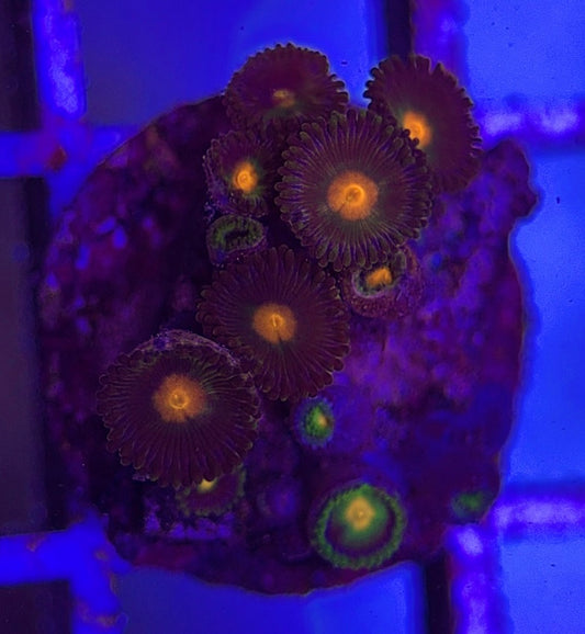 Aquacultured Zoanthids/Playthoa AZP031802 WYSIWYG