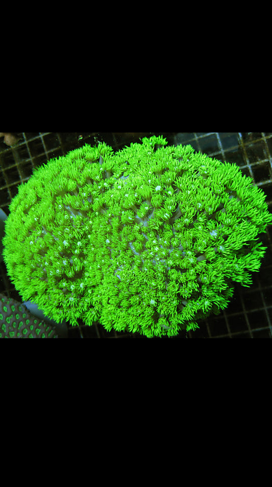 Toxic Green Goniopora