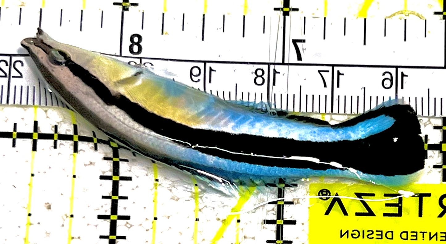 Blue Cleaner Wrasse BCW031603 WYSIWYG Size: XL 2.5" approx