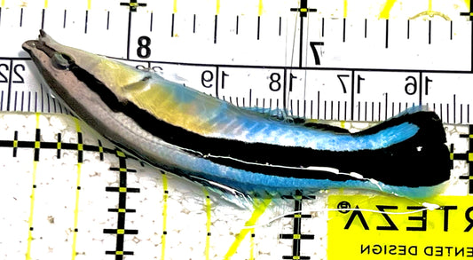 Blue Cleaner Wrasse BCW031603 WYSIWYG Size: XL 2.5" approx