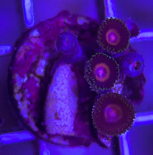Aquacultured Zoanthids/Playthoa AZP031804 WYSIWYG