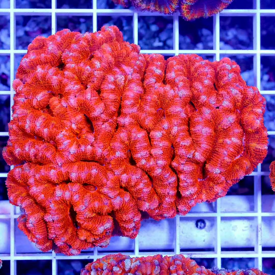 Acan Lordhowensis Size: M 0.5" to 1" Approx Frag - Violet Aquarium 