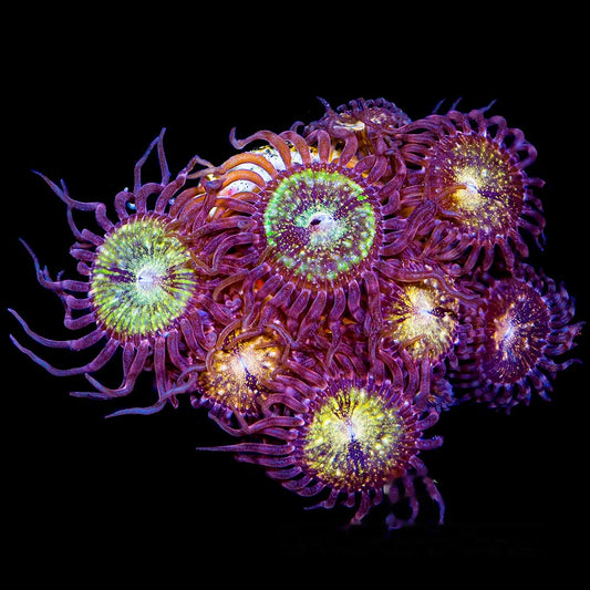 Pink & Gold Zoanthid Frag (4+ Polyp Average, Aquacultured) Size: M 0.75” to 1” Approx Frag
