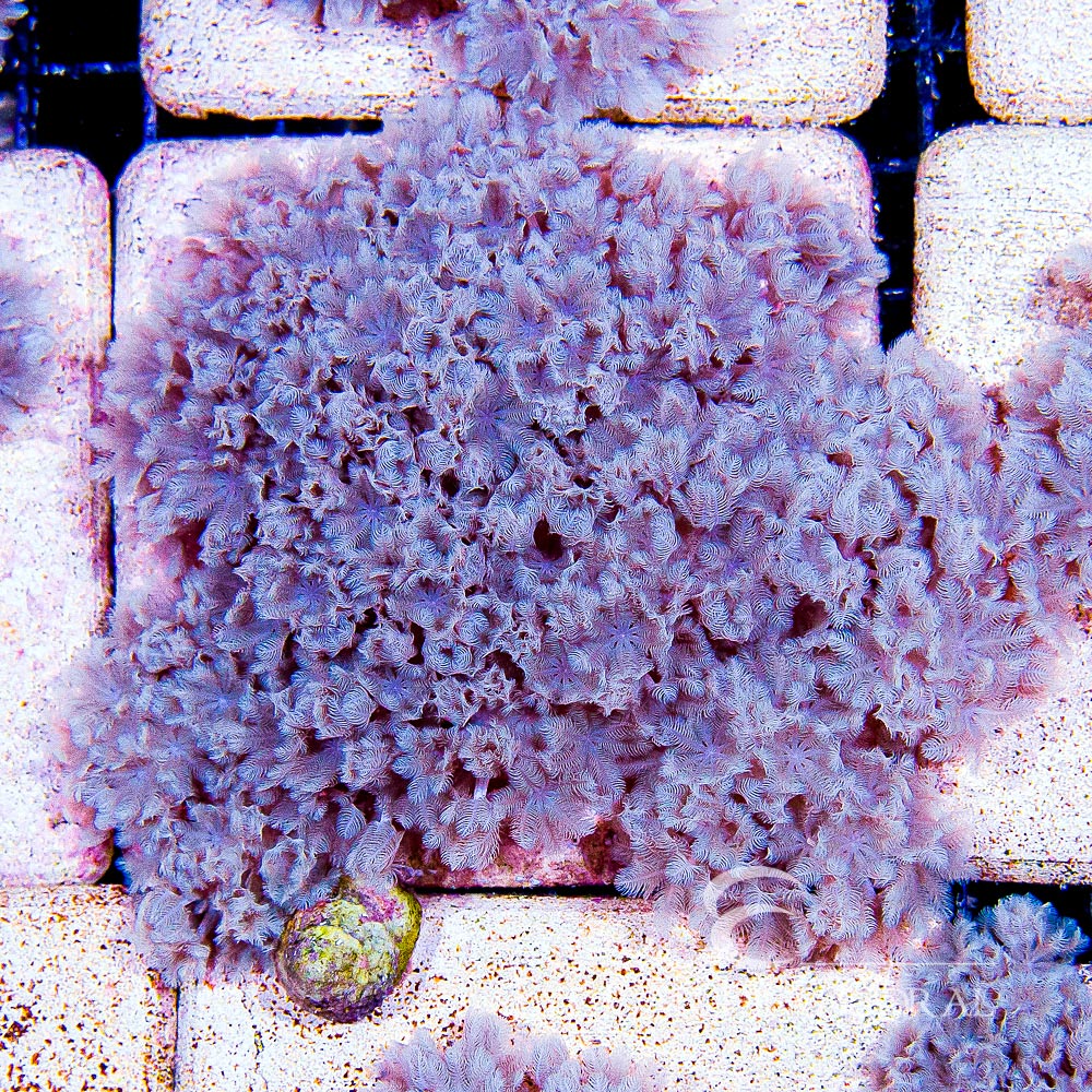Pulsing Xenia Mini Colony (Aquacultured) Size: M 0.75” to 1” Approx Frag