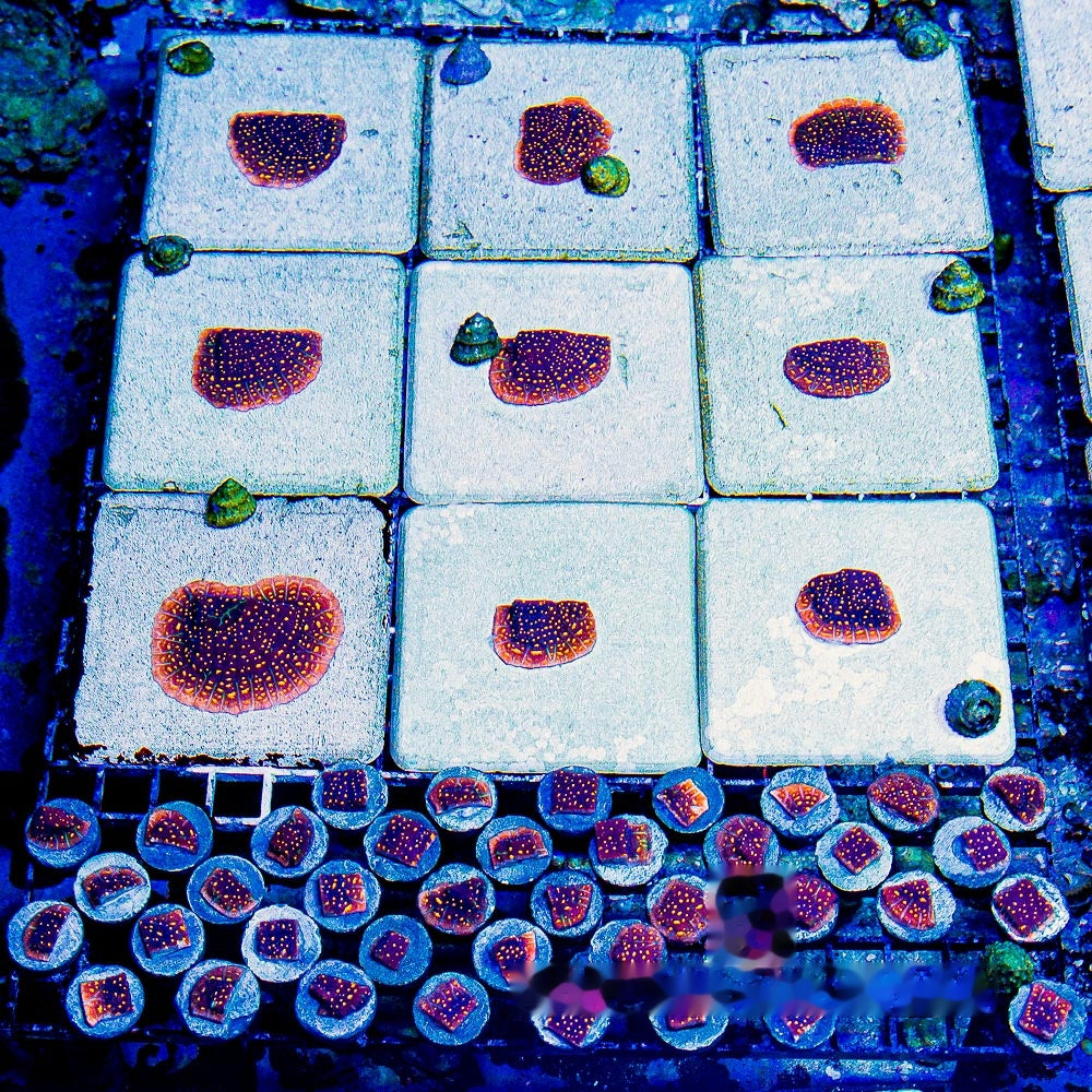 Fireworks Leptoseris Frag (Aquacultured) Size: M 0.75” to 1” Approx Frag